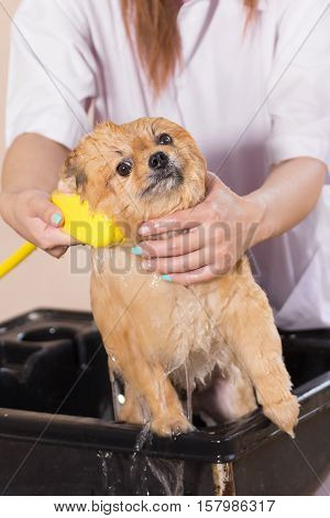 Bath time with white pomeranian shower grooming dog healthy concept.