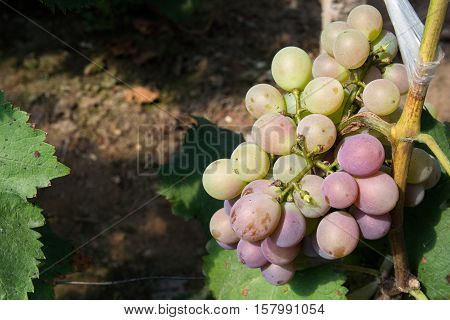 Bunch of grapes surrounded by a leaf. Leaf of grapes look as frame