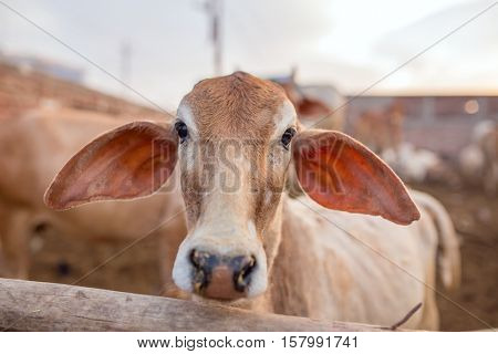 Cute calf close-up in Goshala - protective shelters for cows in holy Hindu city Vrindavan, India.