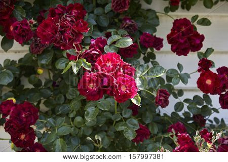 Roses in a country garden in the Southern Highlands of NSW