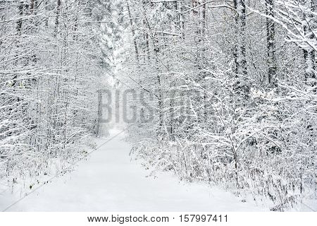 Snowy forest. Latvia. Baltic State. Northern Europe