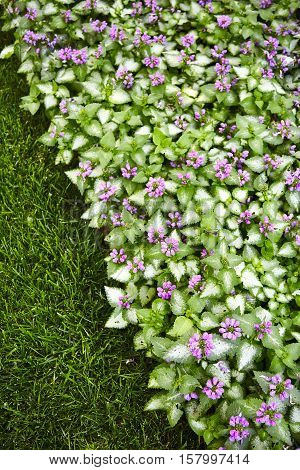 Flowers in a country garden in the Southern Highlands of NSW
