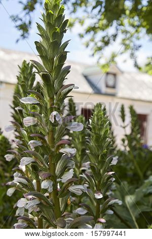 acanthus in a country garden in Southern Highlands
 of NSW