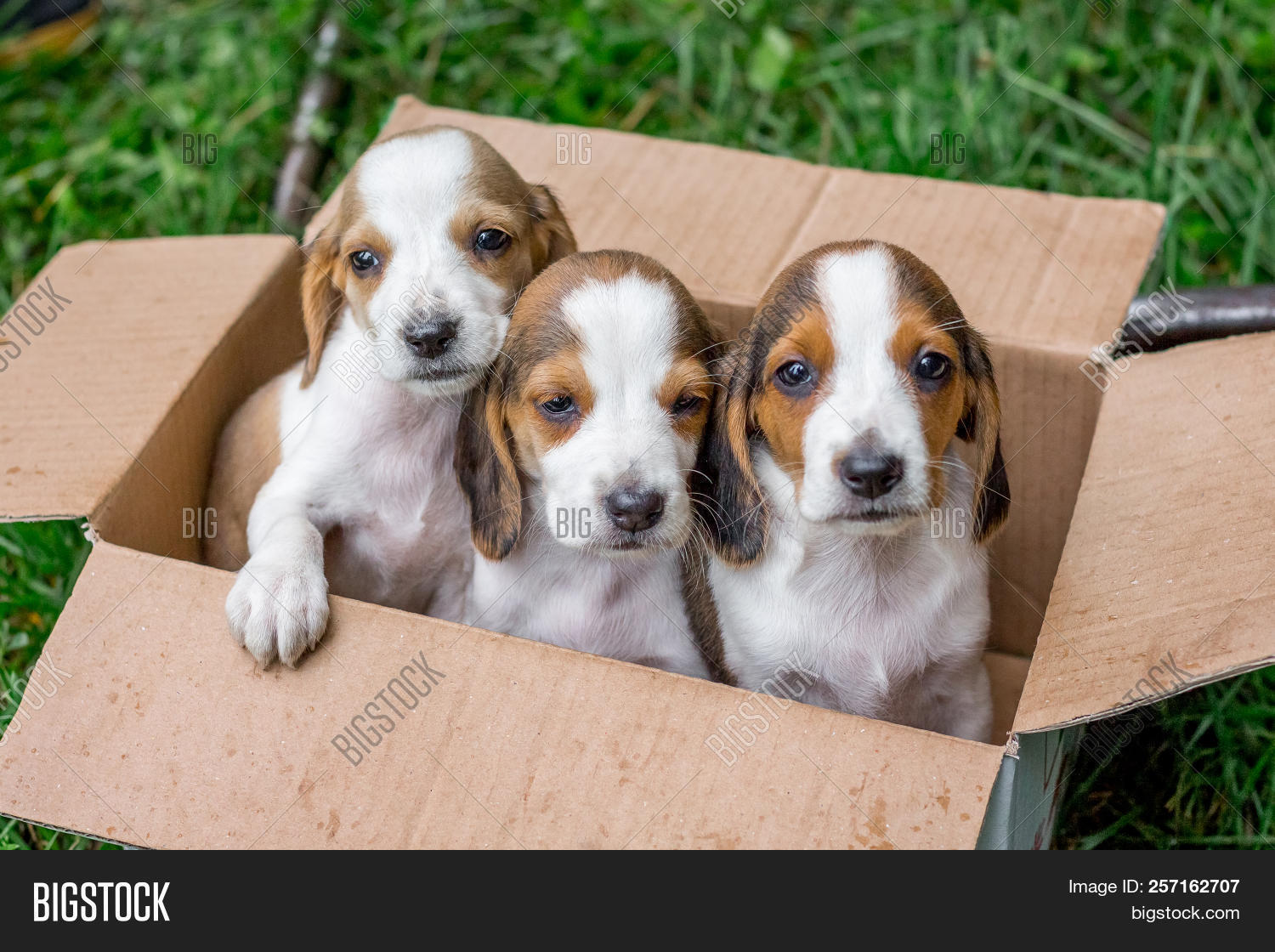 free puppy box