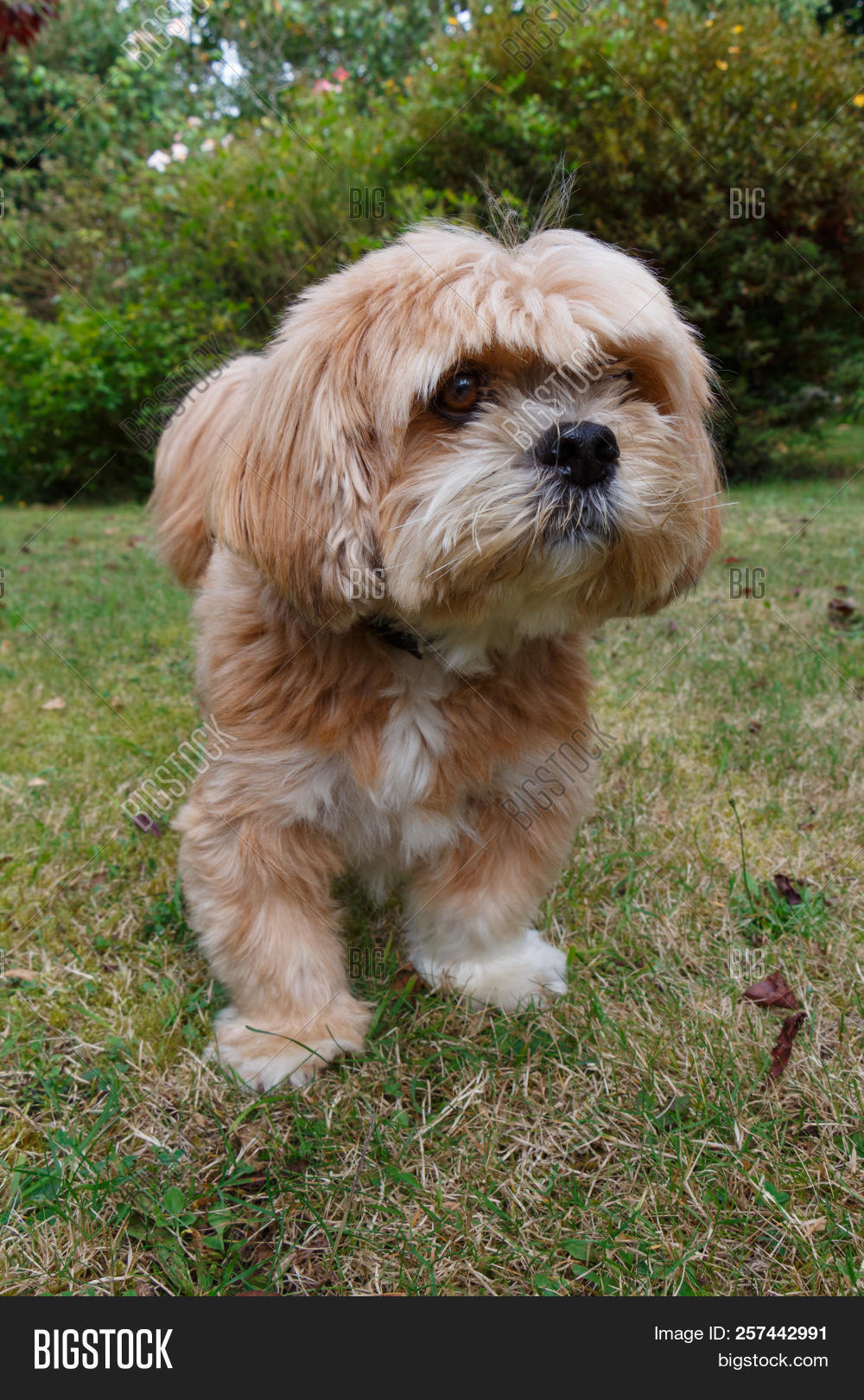 red lhasa apso