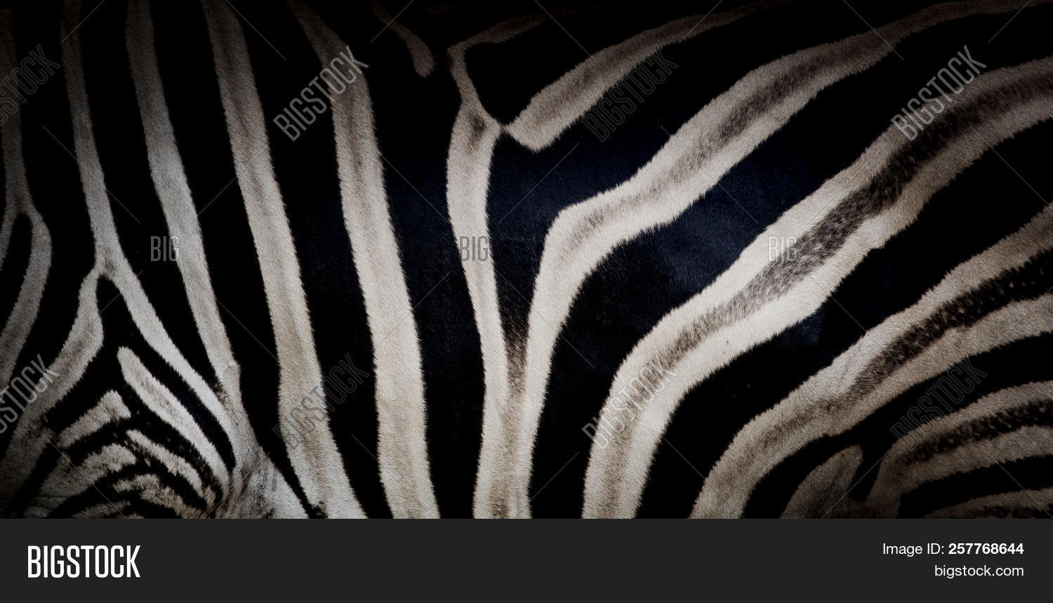 Zebra Print Animal Image Photo Free Trial Bigstock