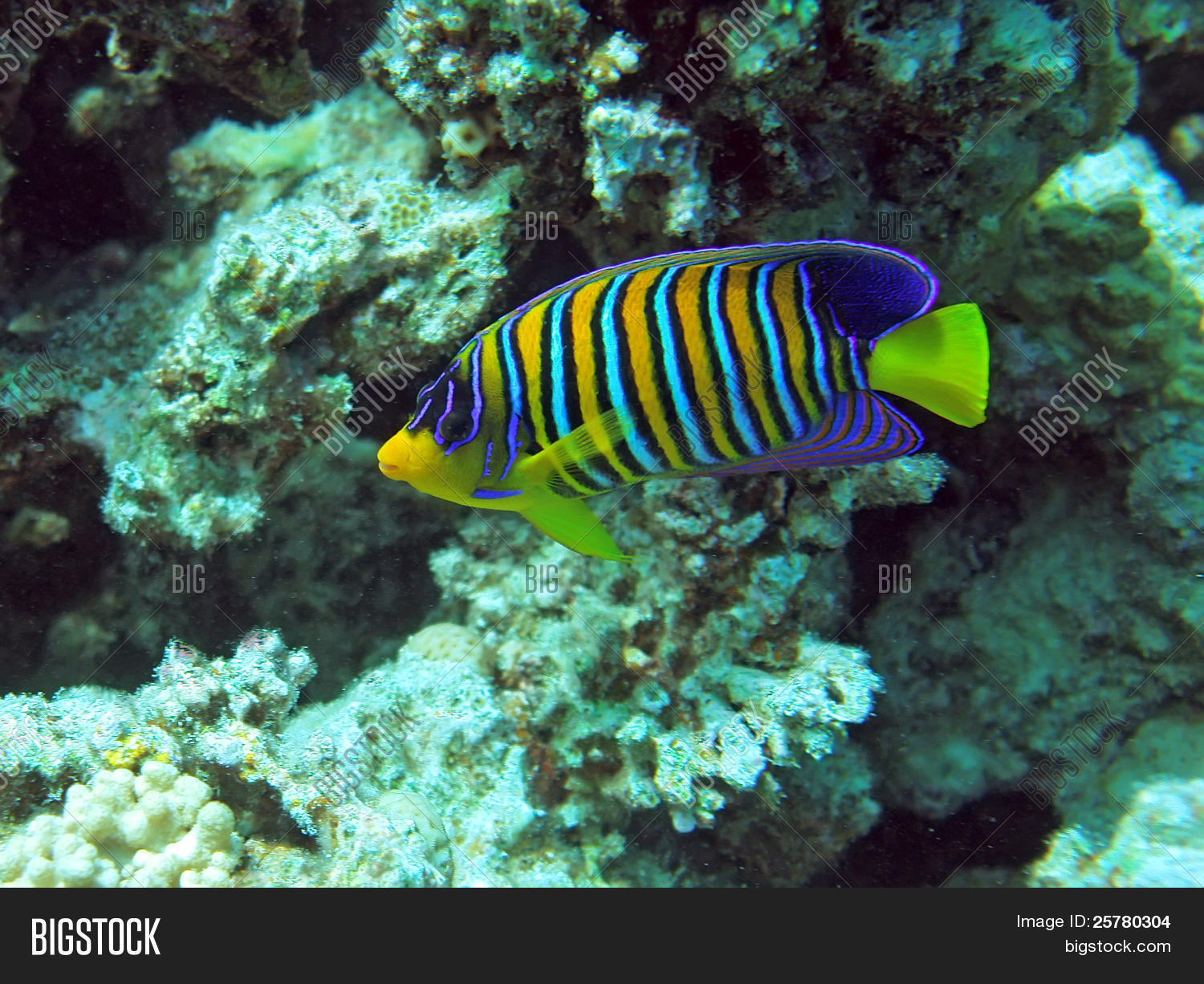Regal Angel Fish Image & Photo (Free Trial) | Bigstock
