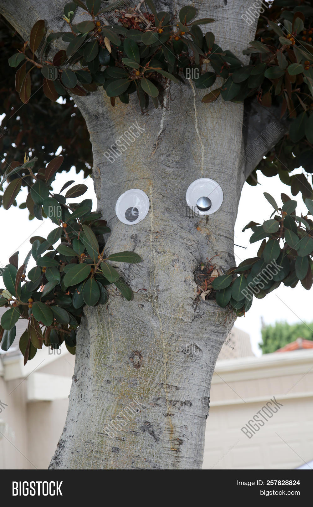 Googly Eyes On Tree. Image & Photo (Free Trial) Bigstock