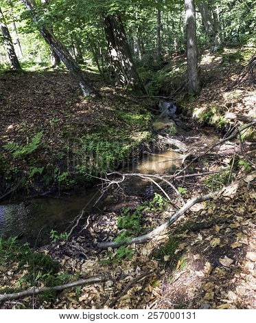 Stream In Wild Forest - Slowinski National Park, Kaszuby, Pomorskie, Poland