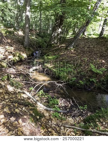 Stream In Wild Forest - Slowinski National Park, Kaszuby, Pomorskie, Poland