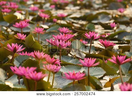 Water Lily In The Lake / Nymphaea Lotus Linn.