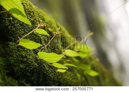 Green Creeper Plants On Rock / Begoniaceae / Begonia Sp.