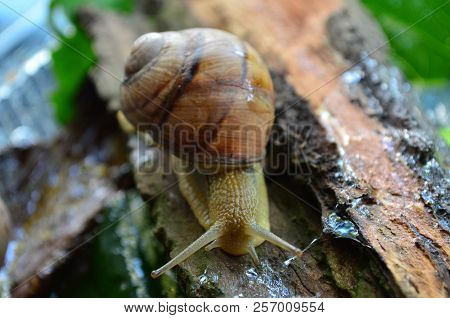 Snail. Gastropod.