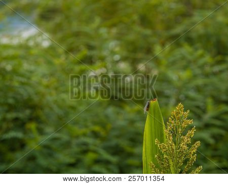 Leaf Hopper On Stalk Of Maze