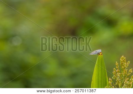Leaf Hopper On Stalk Of Maze