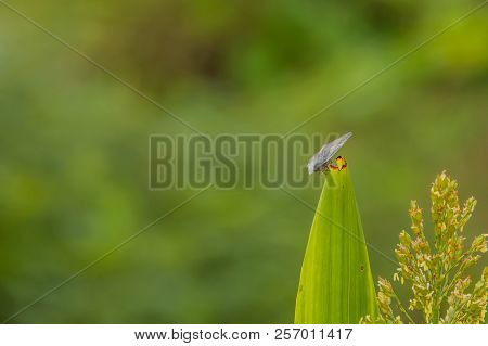 Leaf Hopper On Stalk Of Maze