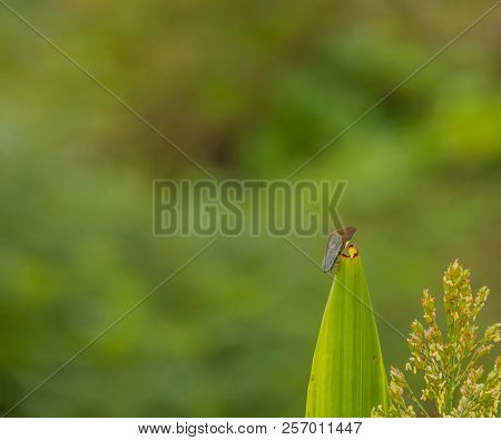 Leaf Hopper On Stalk Of Maze