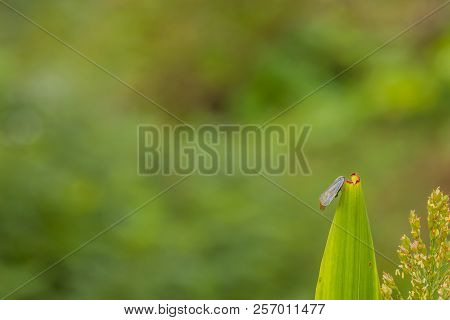 Leaf Hopper On Stalk Of Maze