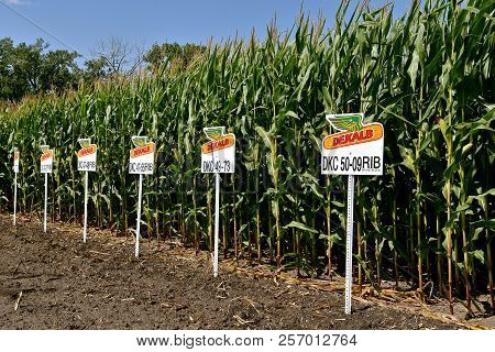 Leonard , North Dakota, August 21, 2018: The Seed Corn Known As Dekalb  Genetics Corporation Was A D