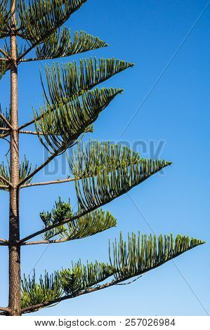 Araucaria Heterophylla - Norfolk Island Pine Tree