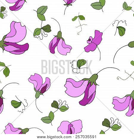 Garden Flora Sweet Pea Blossom And Leaves Seamless Pattern Vector.