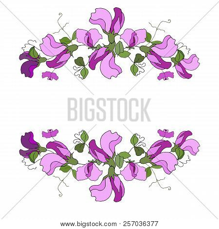 Hand Drawn Vector Frame. Floral Wreath With Leaves. Sweet Pea. Decorative Elements For Design. Isola