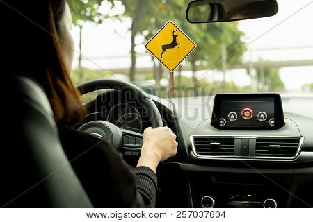 Woman Driving A Car On Country Road With Deer Crossing Wraning Sign On The Road