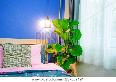 Fiddle Leaf Fig Tree In The Bedroom.