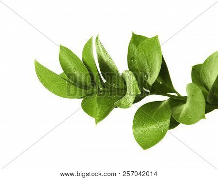 Branch With Fresh Green Ruscus Leaves On White Background