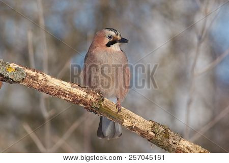 Eurasian Jay (garrulus Glandarius) Sits On A Branch In A Full-length: Portrait With A Good Light.