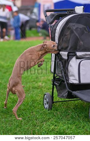 Leverette Dog Thrusts His Muzzle Into The Stroller With His Rela