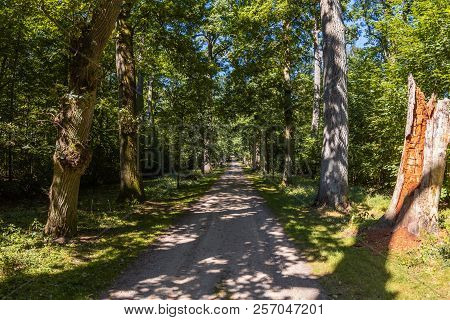 A Beautiful Old Oak Tree-lined Walk In The Lauenburg Lakes Nature Park, Northern Germany