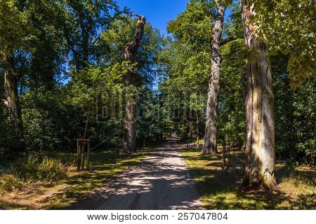 A Beautiful Old Oak Tree-lined Walk In The Lauenburg Lakes Nature Park, Northern Germany