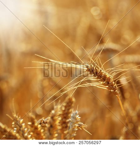 Barley Field Under Cloudy Blue Sky In Ukraine