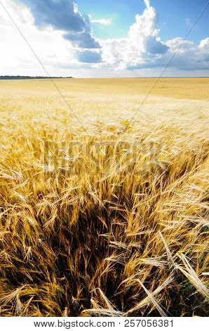 Barley Field Under Cloudy Blue Sky In Ukraine