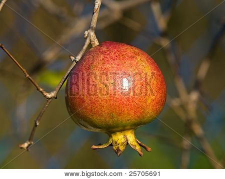 Granatapfel