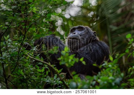 Portrait Of Old Sad Chimpanzee (pan Troglodytes) Resting On The Nature Background