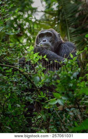 Portrait Of Old Sad Chimpanzee (pan Troglodytes) Resting On The Nature Background