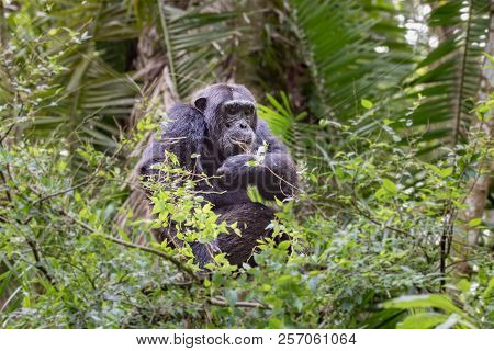 Portrait Of Old Sad Chimpanzee (pan Troglodytes) Resting On The Nature Background