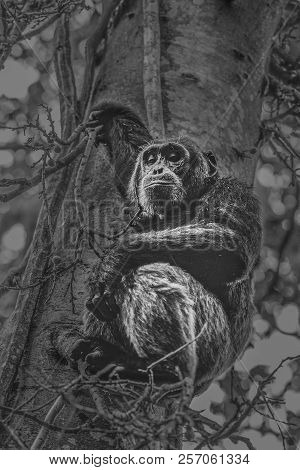 Portrait Of Old Sad Chimpanzee (pan Troglodytes) Resting On The Nature Background