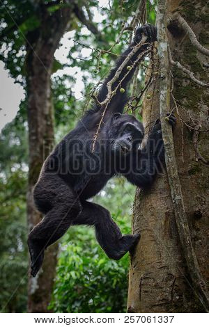 Portrait Of Old Sad Chimpanzee (pan Troglodytes) Resting On The Nature Background