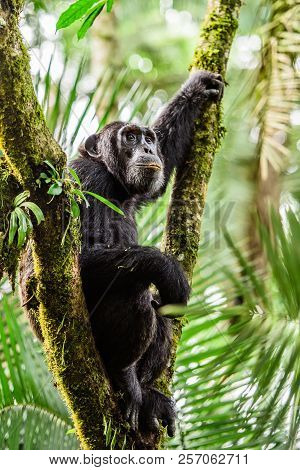 Portrait Of Old Sad Chimpanzee (pan Troglodytes) Resting On The Nature Background