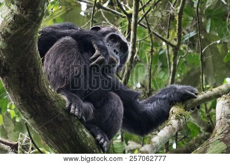 Portrait Of Old Sad Chimpanzee (pan Troglodytes) Resting On The Nature Background