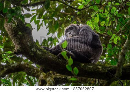 Portrait Of Old Sad Chimpanzee (pan Troglodytes) Resting On The Nature Background