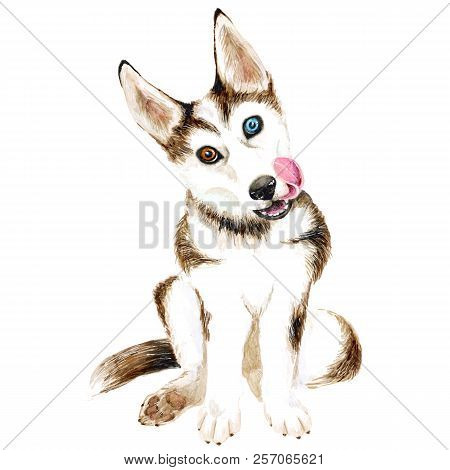 The Dog Breeds Husky. Cute Puppy With Multi-colored Eyes. Isolated On White Background.
