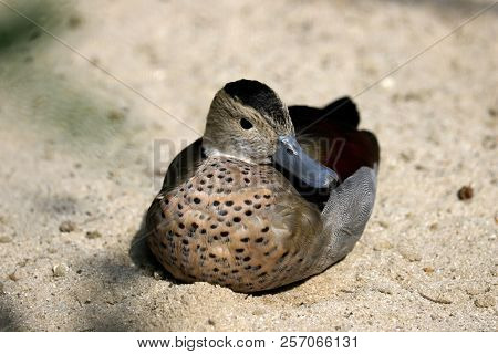 Full Body Of Adult Female Ringed Teal Duck (callonetta Leucophrys). Photography Of Nature And Wildli