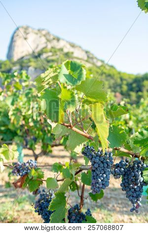 French Red  Aoc Wine Grapes Plant, New Harvest Of Wine Grape In France, Vaucluse, Gigondas Domain Or