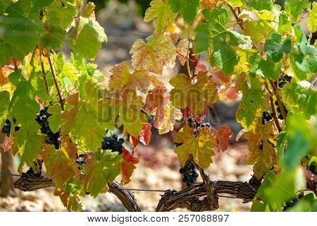 French Red  Aoc Wine Grapes Plant, New Harvest Of Wine Grape In France, Vaucluse, Gigondas Domain Or