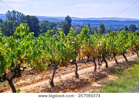 French Red And Rose Wine Grapes Plant, Growing On Ochre Mineral Soil, New Harvest Of Wine Grape In F