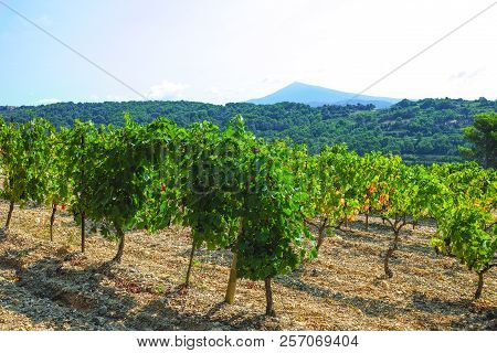 French Red  Aoc Wine Grapes Plant, New Harvest Of Wine Grape In France, Vaucluse, Gigondas Domain Or